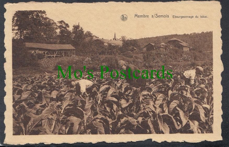 Belgium Postcard - Membre S/Semois