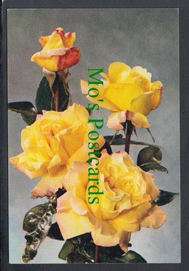 Nature Postcard - Flowers - Rose 