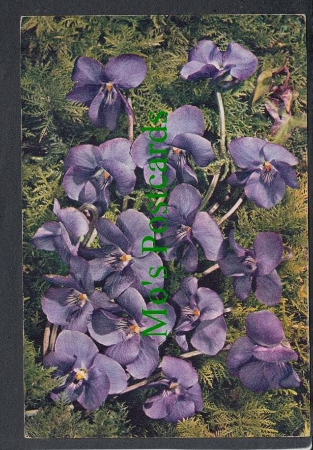 Nature Postcard - Flowers - Violet