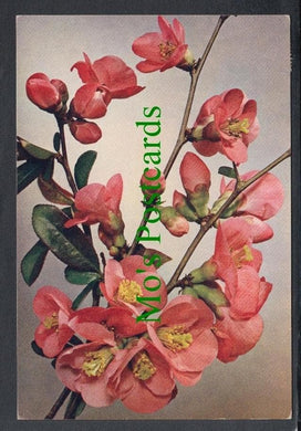 Nature Postcard - Flowers - Japanese Quince