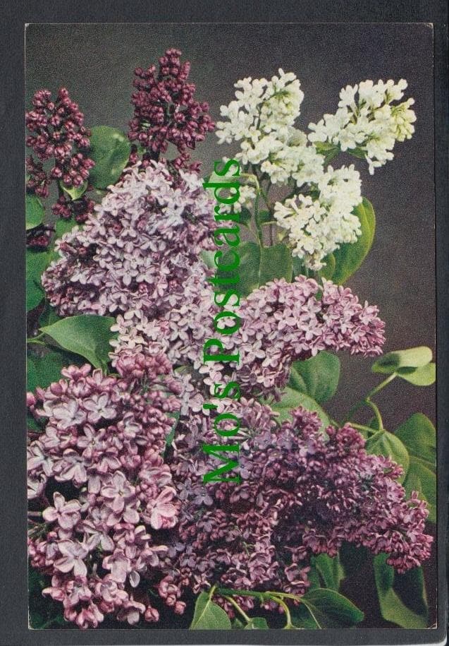 Nature Postcard - Flowers - Lilac