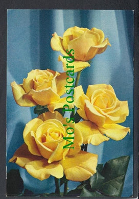Nature Postcard - Flowers - Rose 