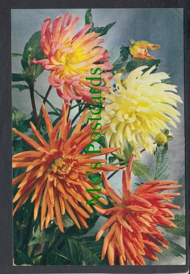 Nature Postcard - Flowers - Dahlia