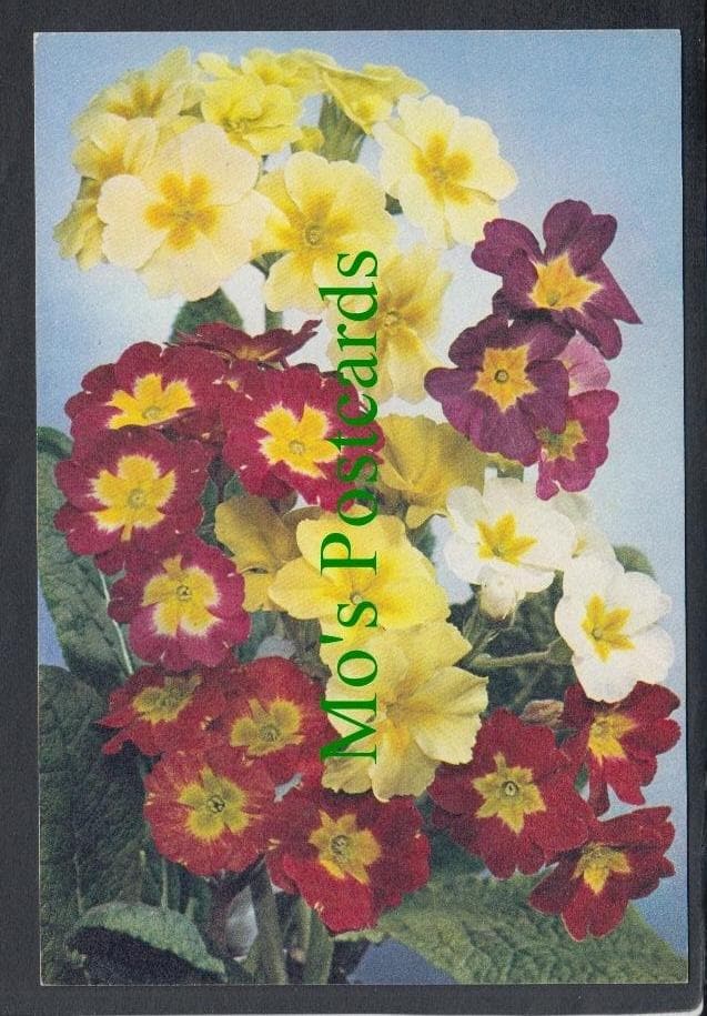 Nature Postcard - Flowers - Polyanthus