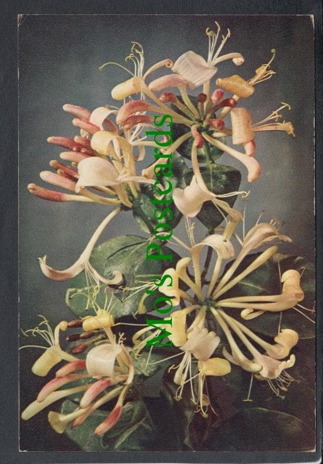 Nature Postcard - Flowers - Honeysuckle