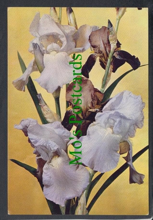 Nature Postcard - Flowers - Iris