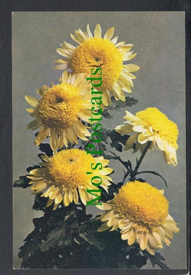 Nature Postcard - Flowers - Chrysanthemums