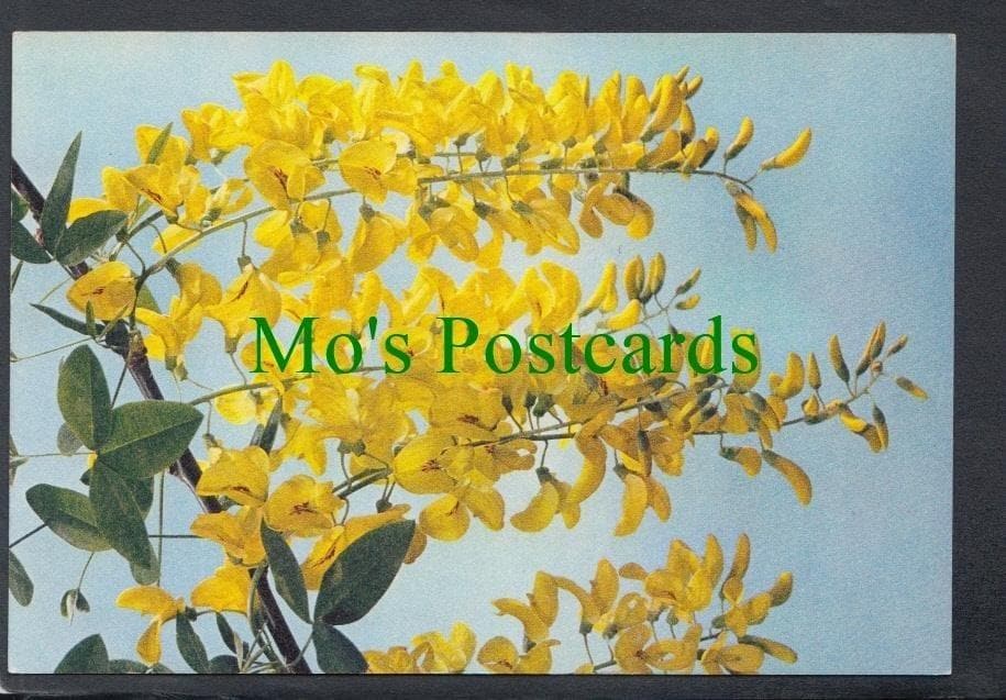 Nature Postcard - Flowers - Laburnum