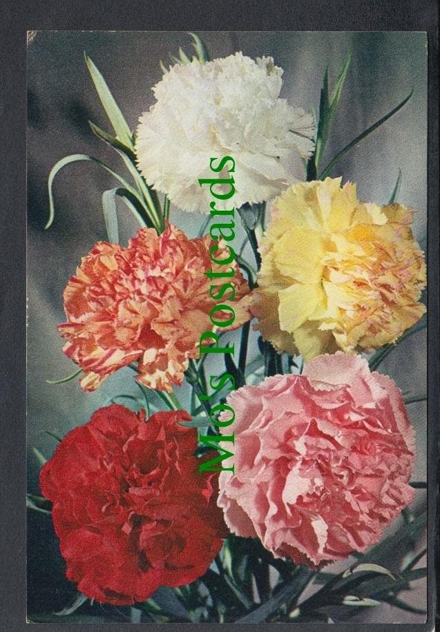 Nature Postcard - Flowers - Carnation