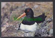 Load image into Gallery viewer, Birds Postcard - Oystercatcher
