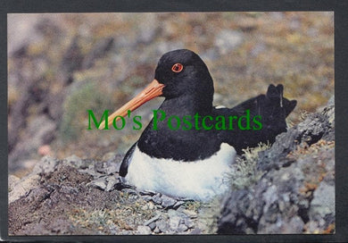 Birds Postcard - Oystercatcher