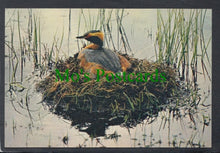 Load image into Gallery viewer, Birds Postcard - Slavonian Grebe
