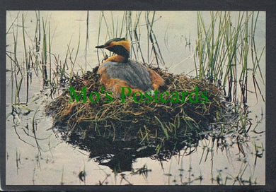 Birds Postcard - Slavonian Grebe