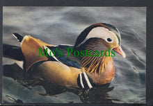 Load image into Gallery viewer, Birds Postcard - Mandarin Drake
