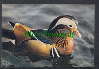 Birds Postcard - Mandarin Drake