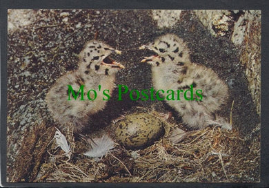 Birds Postcard - Herring Gull Chicks