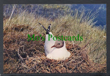 Load image into Gallery viewer, Birds Postcard - Black-Headed Gull
