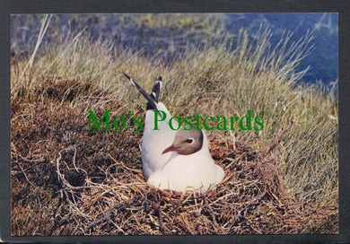 Birds Postcard - Black-Headed Gull