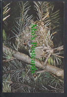 Birds Postcard - Goldcrest (Regulus Regulus)