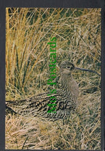 Load image into Gallery viewer, Birds Postcard - Curlew (Numenius Arquata Arquata)
