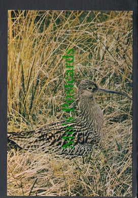 Birds Postcard - Curlew (Numenius Arquata Arquata)