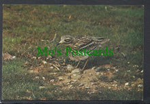 Load image into Gallery viewer, Birds Postcard - Stone Curlew
