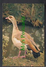 Load image into Gallery viewer, Birds Postcard - Egyptian Goose
