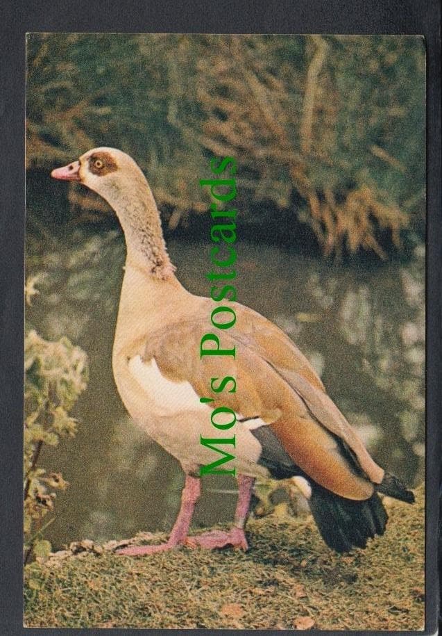 Birds Postcard - Egyptian Goose