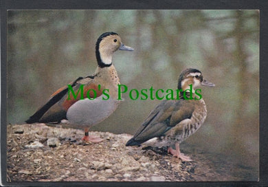 Birds Postcard - Ringed Teal From South America