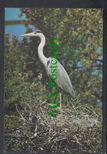 Load image into Gallery viewer, Birds Postcard - Grey Heron (Ardea Cinerea)
