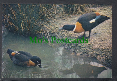 Birds Postcard - Australian Shelduck