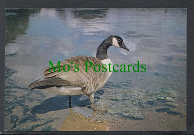 Birds Postcard - Canada Goose