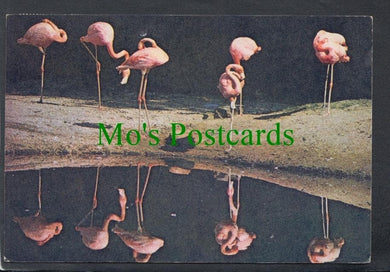 Birds Postcard - Caribbean Flamingos