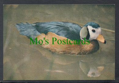 Birds Postcard - African Pygmy Goose