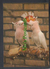 Load image into Gallery viewer, Birds Postcard - Major Mitchell&#39;s Cockatoo
