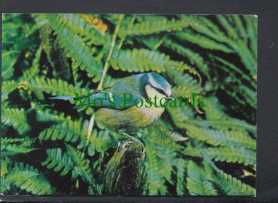 Birds Postcard - Blue Tit (Parus Caeruleus)
