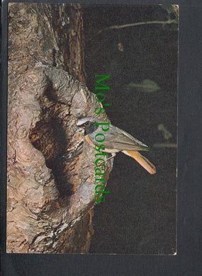 Birds Postcard - Common Redstart