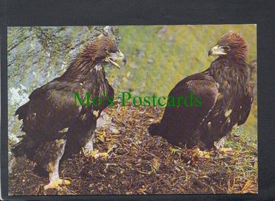 Birds Postcard - Golden Eagles, Scotland