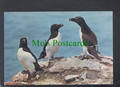 Birds Postcard - Razorbills