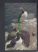 Load image into Gallery viewer, Birds Postcard - Guillemots
