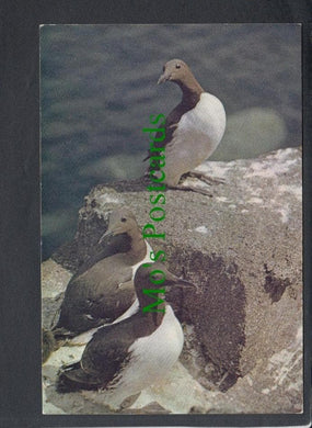 Birds Postcard - Guillemots