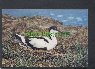 Birds Postcard - The Avocet