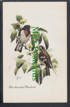 Load image into Gallery viewer, Birds Postcard - Rose Breasted Grosbeak
