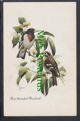 Birds Postcard - Rose Breasted Grosbeak