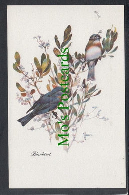 Birds Postcard - The Bluebird