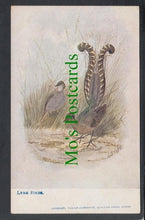 Load image into Gallery viewer, Birds Postcard - Lyre Birds
