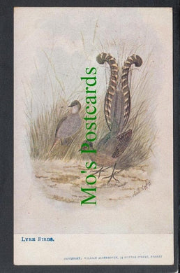 Birds Postcard - Lyre Birds