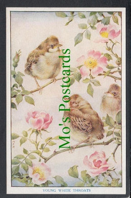 Birds Postcard - Young White Throats