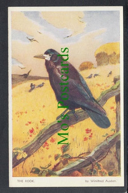 Birds Postcard - The Rook