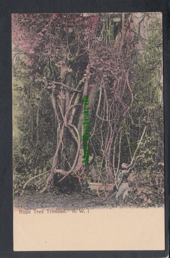 British West Indies Postcard - Rope Tree, Trinidad - Mo’s Postcards 